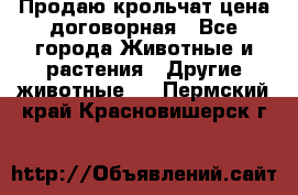 Продаю крольчат цена договорная - Все города Животные и растения » Другие животные   . Пермский край,Красновишерск г.